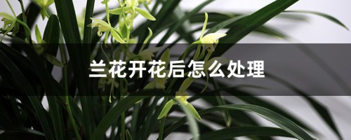 兰花开花后怎么处理