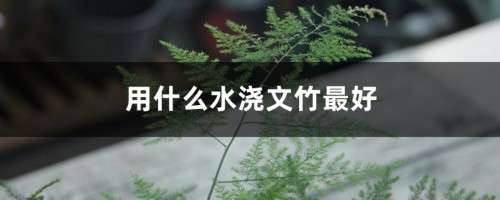 用什么水浇文竹最好