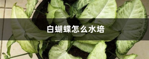 白蝴蝶怎么水培