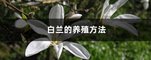 白兰的养殖方法